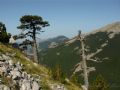 Pinus leucodermis